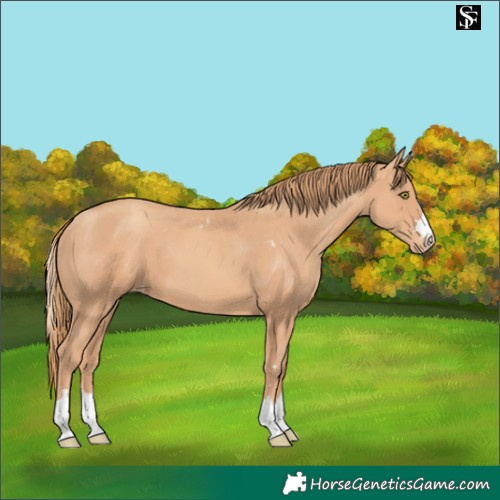 Horse Color:Gold Champagne Skewed Appaloosa 