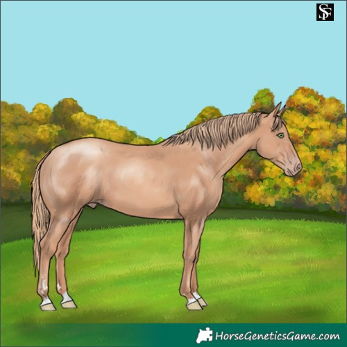 Horse Color:Gold Champagne 
