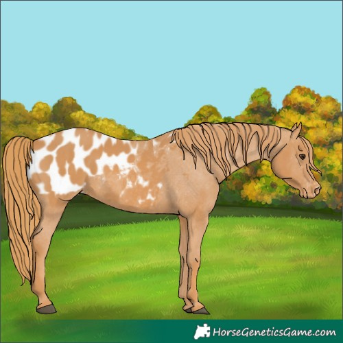 Horse Color:Chestnut Appaloosa 