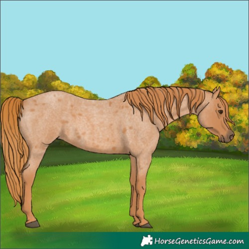 Horse Color:Red Roan 