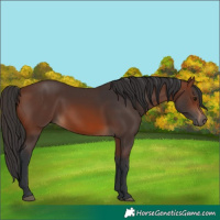 Horse Color:Brown 
