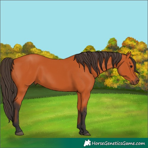 Horse Color:Bay 