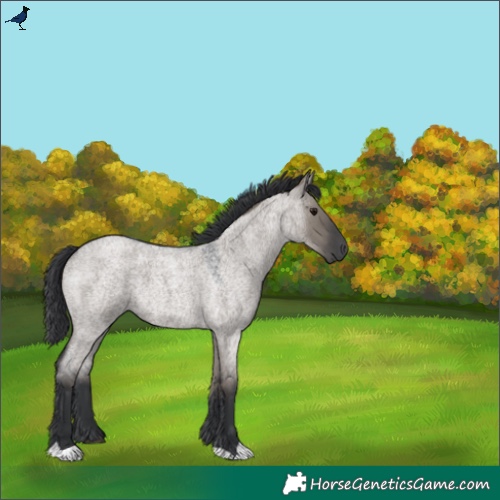 Horse Color:Grullo Roan 