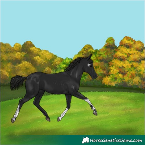 Horse Color:Unknown 