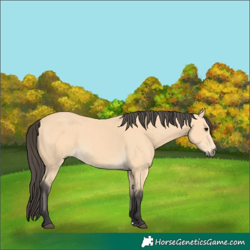 Horse Color:Buckskin 