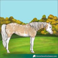 Horse Color:Silver Buckskin Ice Sabino Splash 