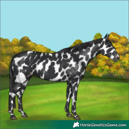 Horse Color:Black Appaloosa