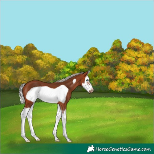 Horse Color:Silver Brown Splash Frame 