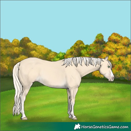 Horse Color:Gold Cream Champagne Splash