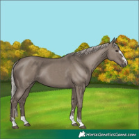 Horse Color:Silver Grullo 