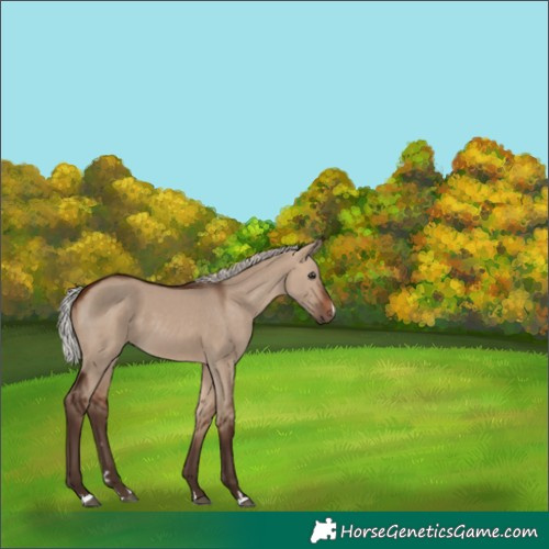 Horse Color:Silver Brown Dun 