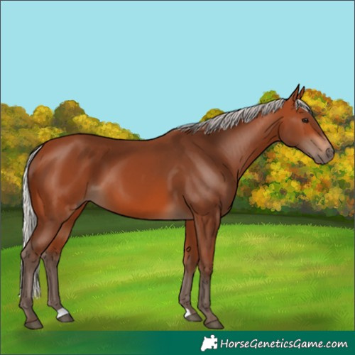 Horse Color:Silver Bay