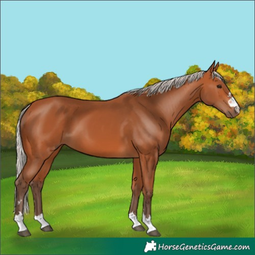 Horse Color:Silver Bay 