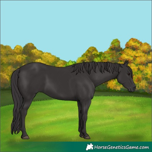 Horse Color:Smoky Black 
