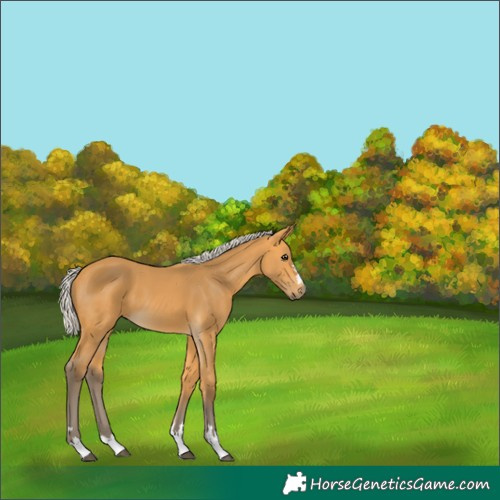 Horse Color:Silver Buckskin 