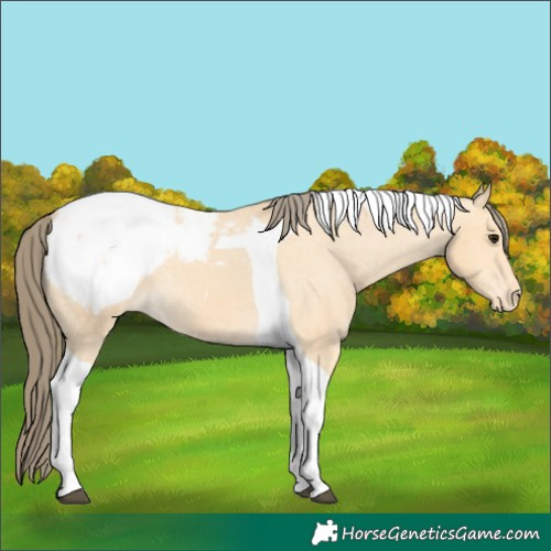 Horse Color:Buckskin Tobiano Snowcap 