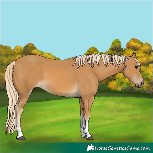 Horse Color:Palomino Tobiano 