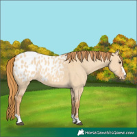 Horse Color:Red Dun Blanket 