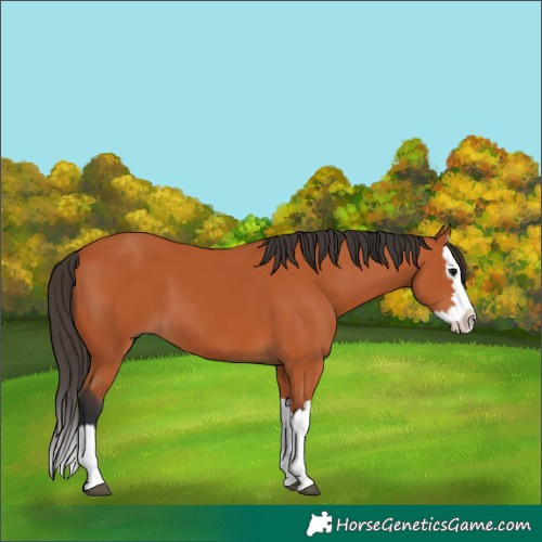 Horse Color:Unknown 