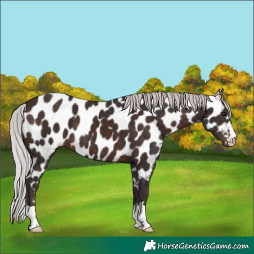 Horse Color:Silver Brown Mushroom Appaloosa 