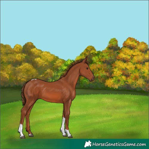 Horse Color:Chestnut Tobiano 