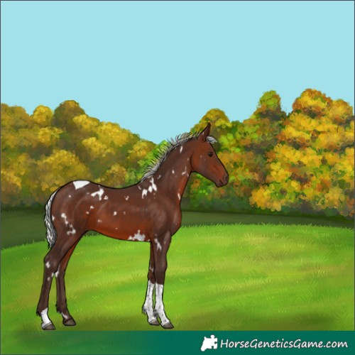 Horse Color:White Spotted Silver Brown Tobiano 