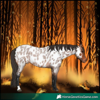 Horse Color:Bay Roan Near Leopard