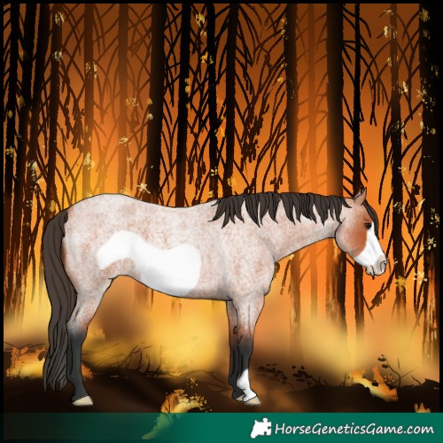 Horse Color:Bay Roan Frame 