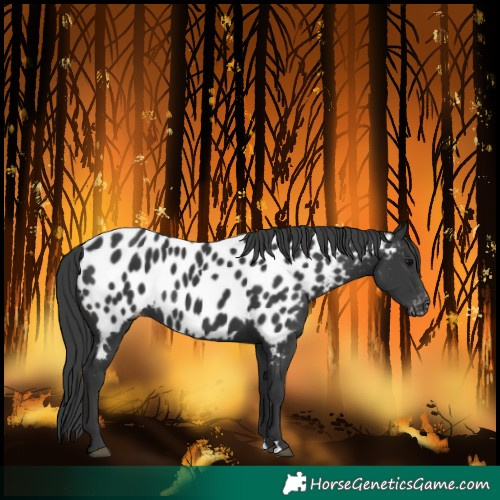 Horse Color:Black Near Leopard 