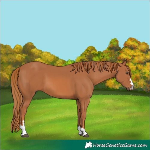 Horse Color:Chestnut 