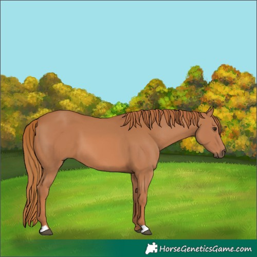 Horse Color:Chestnut 