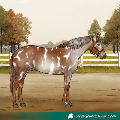 Horse Color:Gray Chestnut Appaloosa