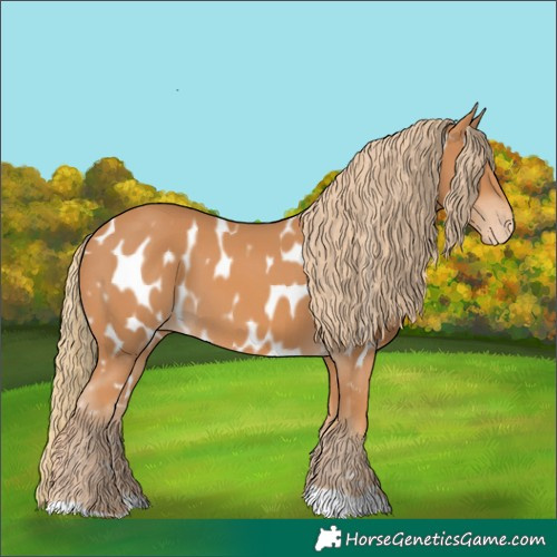 Horse Color:Chestnut Appaloosa 
