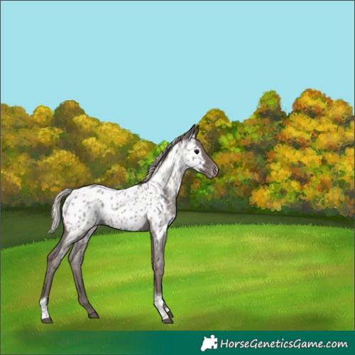 Horse Color:Unknown 