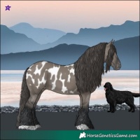 Horse Color:Grullo Blanket