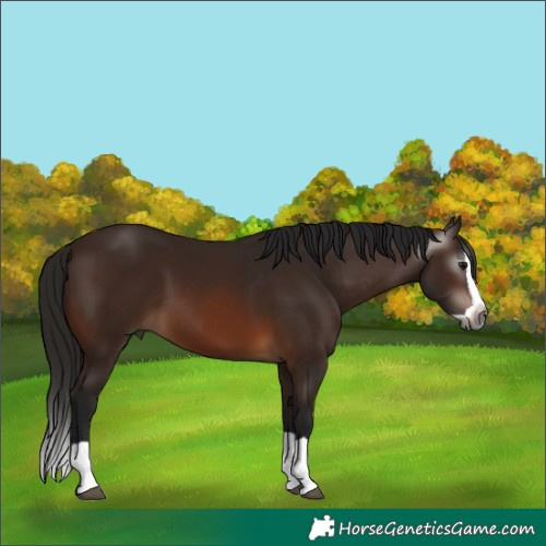 Horse Color:Gray Bay Splash 