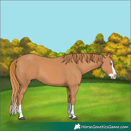 Horse Color:Chestnut Splash 
