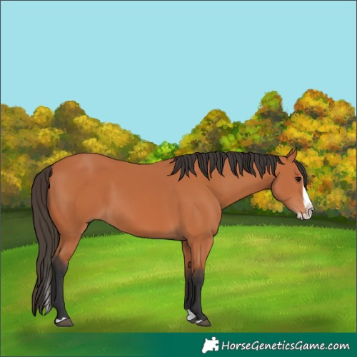 Horse Color:Bay Splash 