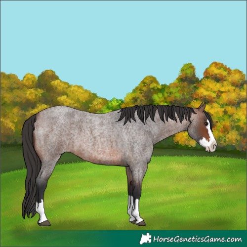 Horse Color:Brown Roan Splash 