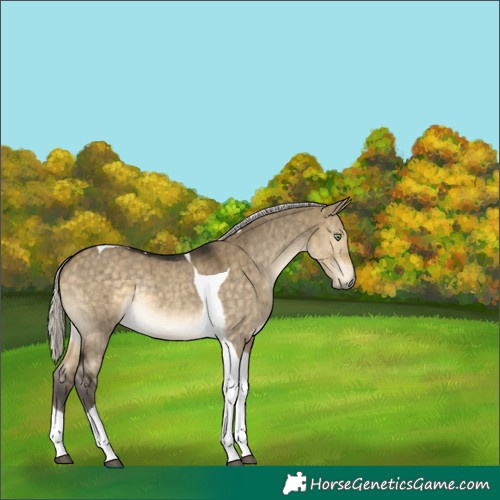 Horse Color:Silver Buckskin Dun Tobiano Rabicano Brindle 