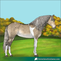 Horse Color:Silver Buckskin Dun Tobiano Rabicano Brindle