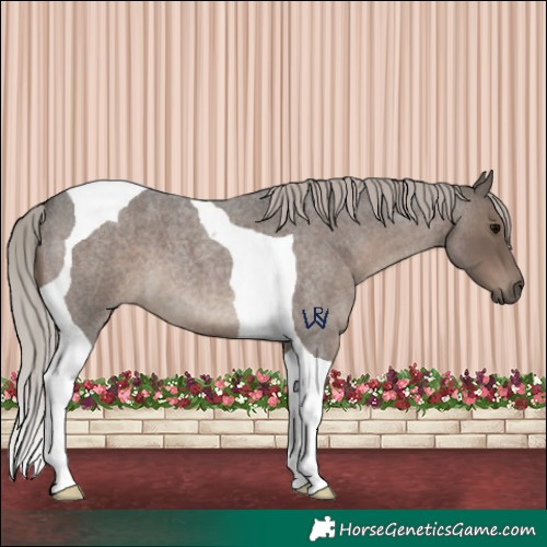 Horse Color:Silver Blue Roan Tobiano 