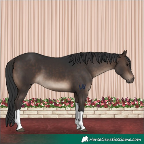 Horse Color:Brown Tobiano 