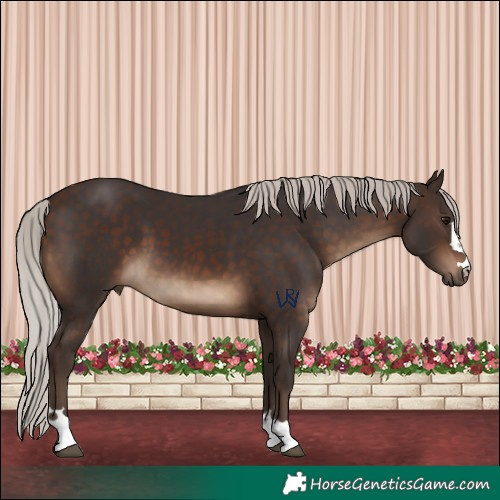Horse Color:Silver Brown