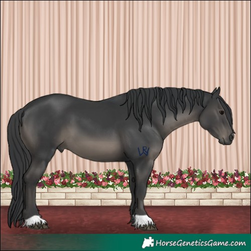 Horse Color:Black 