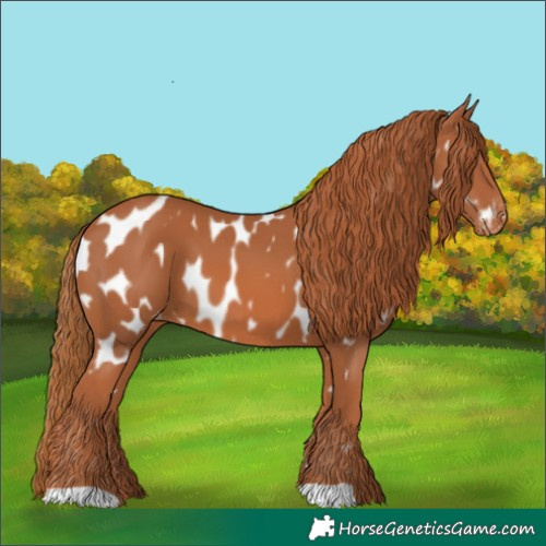 Horse Color:Chestnut Near Leopard