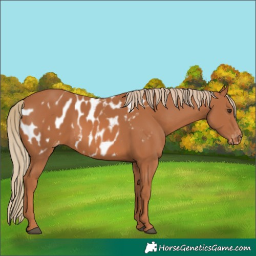 Horse Color:Chestnut Appaloosa 
