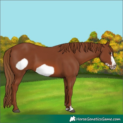 Horse Color:Chestnut Frame 