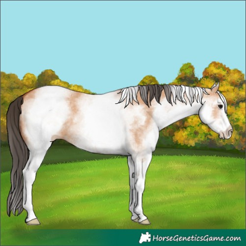 Horse Color:White Spotted Bay Dun 