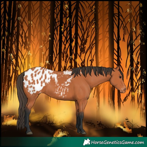 Horse Color:Bay Blanket 